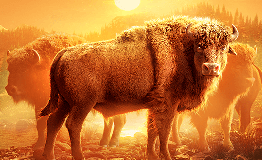 Buffalo Win gameplay with engaging reels and symbols at SafeGameHub.